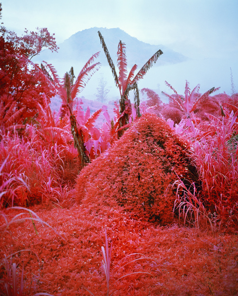Come Out (1996) I, © Richard Mosse. Courtesy of the artist, Jack Shainman Gallery and carlier ǀ gebauer 