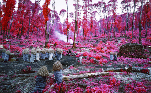 Hunches in Bunches, 2011, © Richard Mosse. Courtesy of the artist, Jack Shainman Gallery and carlier ǀ gebauer