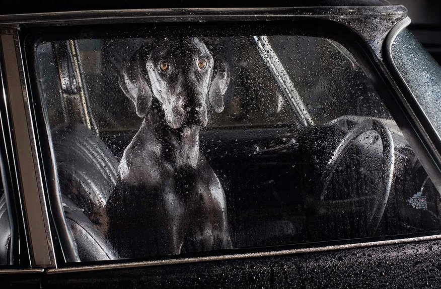 Dogs in cars, Prospero, Martin Usborne, Spanish Dogs