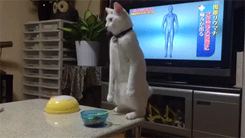giphy-cat-dancing-artreport