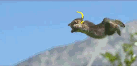 giphy-cat-jumping-artreport