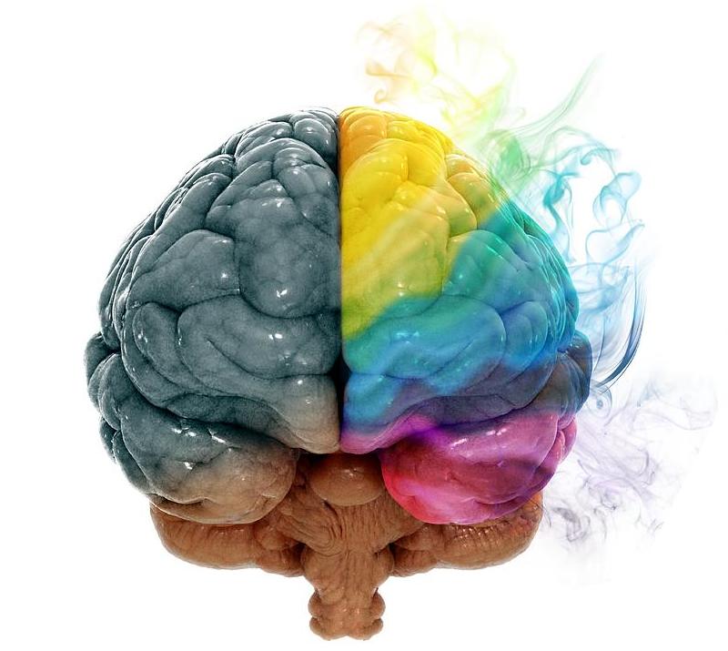 Humab Brain by Andrzej Wojcicki