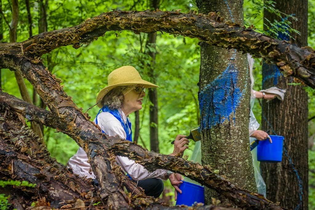 Tree huggers painting trees in blue to fight fracking