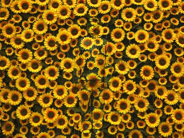 Hiding in the City - Sunflower (2012), Liu Bolin
