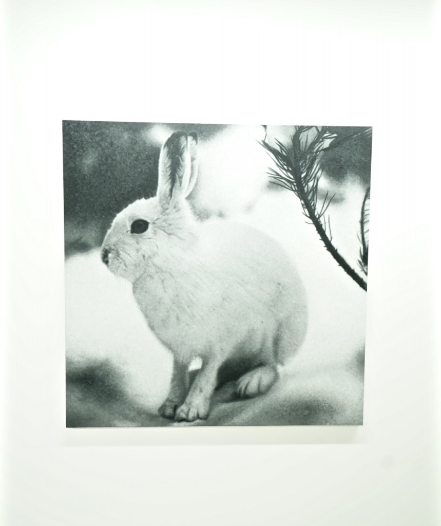 Portrait of a rabbit by Rudolf Stingel at Sadie Coles Gallery